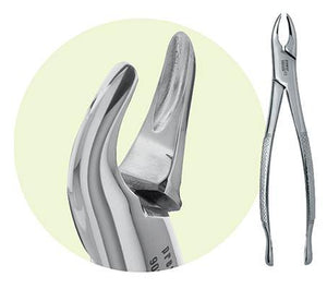 Extracting Forceps – # 150, Maxillary